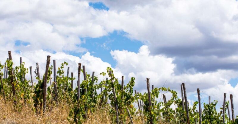 La Maliosa Farm Experience & Wine Tasting - The Guided Tasting of Organic Wines and Local Products