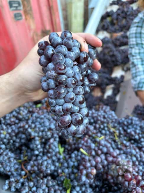 La Morra: Tasting of 5 Wines between Langhe & Roero - Why Choose This Tour Over Others in La Morra?