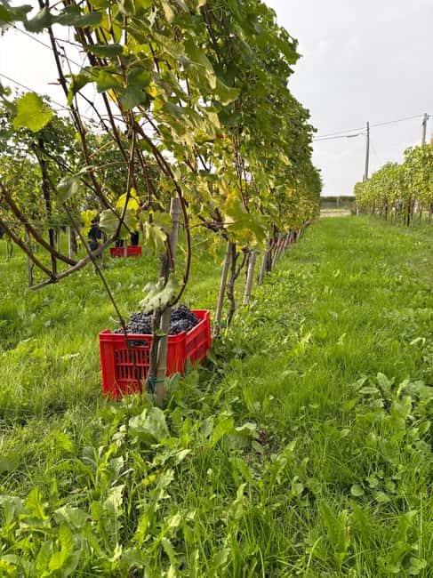 La Morra: Tasting of 5 Wines between Langhe & Roero - Final Thoughts on the La Morra Wine Tasting Experience