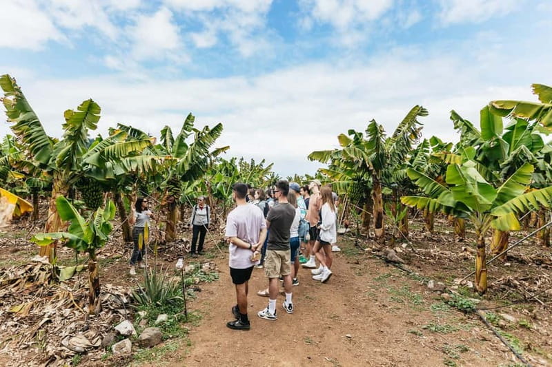 La Orotava: Eco Banana Plantation Tour with Banana Liquor - Key Points