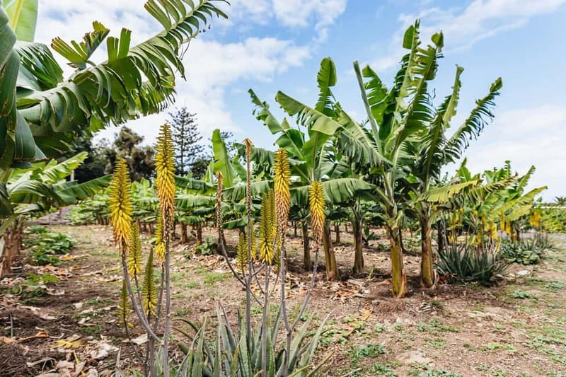 La Orotava: Eco Banana Plantation Tour with Banana Liquor - Accessibility and Practical Details of the Tour