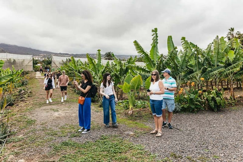 La Orotava: Eco Banana Plantation Tour with Banana Liquor - The Authentic Flavors of Tenerifes Organic Bananas
