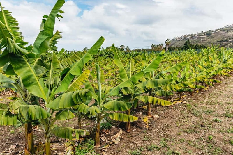 La Orotava: Eco Banana Plantation Tour with Banana Liquor - Value for Money and Overall Experience
