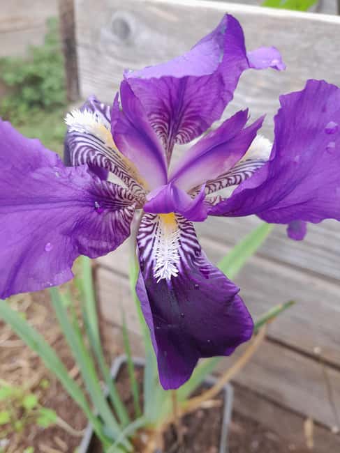 La Orotava: Workshop "Natural Horsemanship" and Permaculture - Engaging in Natural Horsemanship: Communicating Without Words