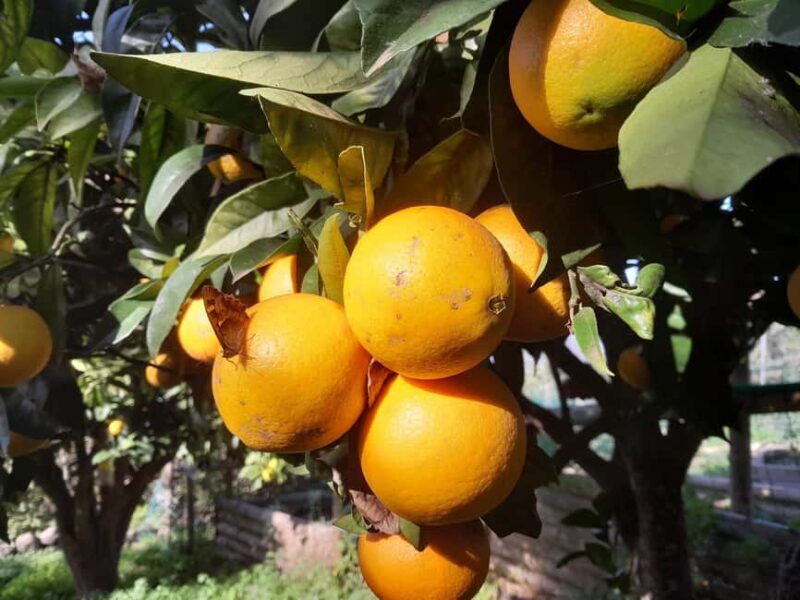 La Orotava: Workshop "Natural Horsemanship" and Permaculture - Who Should Consider This Tour?