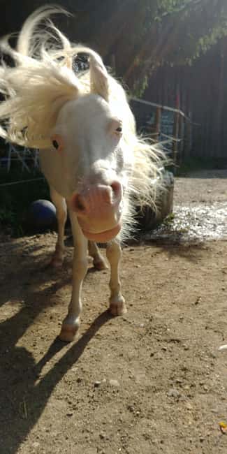 La Orotava: Workshop "Natural Horsemanship" and Permaculture - The Value of Combining Permaculture and Horse Communication