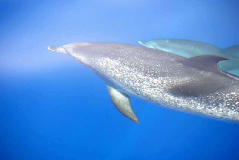 La Palma: 4 Stunden Bussard Classic Tour - La Palma: 4 Stunden Bussard Classic Tour – An Intimate Seafaring Experience