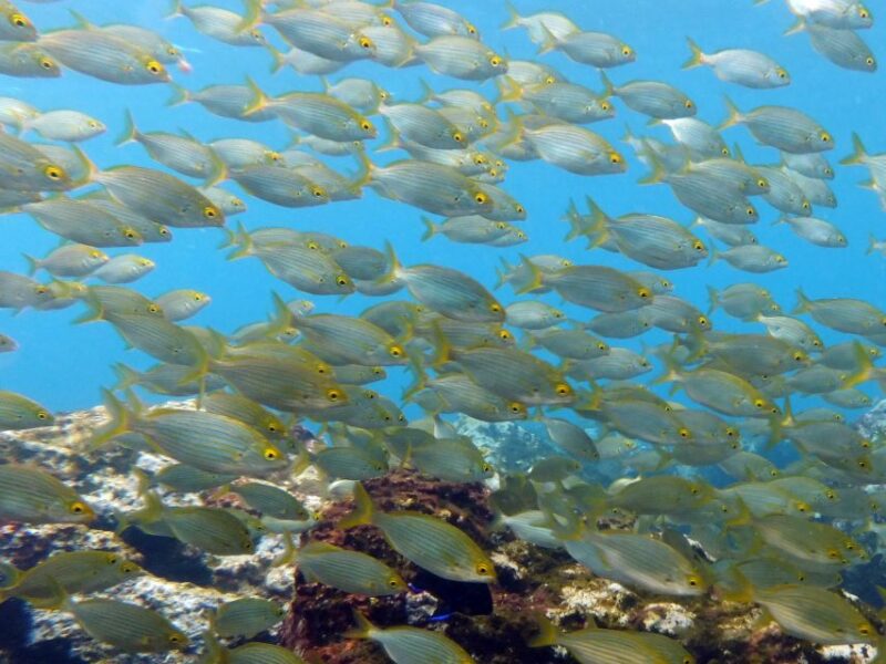 La Palma: Atlantic Snorkeling Tour with Full Gear Rental - The Experience with Guides and Group Size