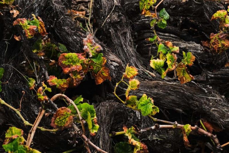 La Palma: Bodegas Teneguia Winery Tour with Wine Tasting - Key Points