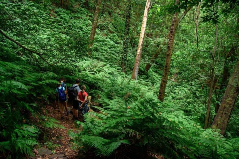 La Palma: Guided Trekking Tour To Cubo de la Galga - Key Points