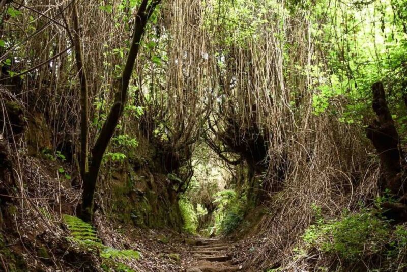 La Palma: Guided Trekking Tour To Cubo de la Galga - Scenic Views from Mirador of Somada Alta