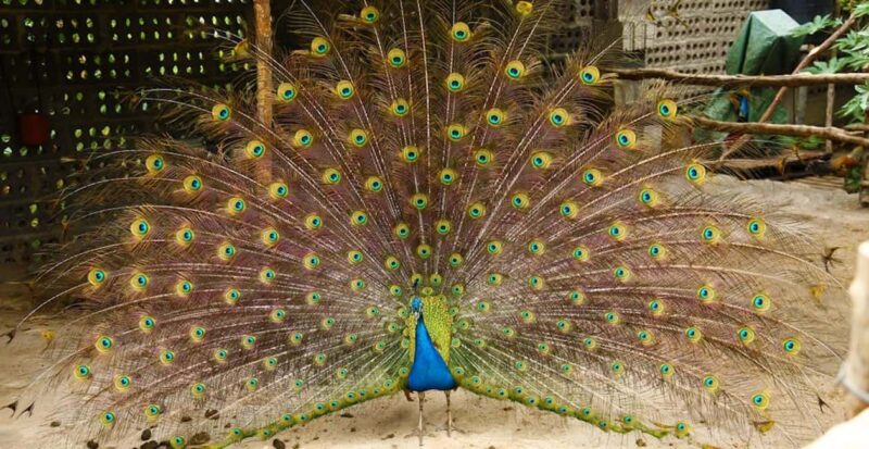 La Palma: PlatanoLógico Edible Forest Tour - Tasting Fresh Fruits and Herbal Solar Tea