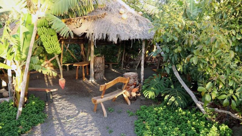 La Palma: PlatanoLógico Edible Forest Tour - Practicalities: Access, Cancellation, and Suitability