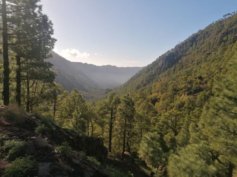 La Palma: San Antonio and Teneguia Volcanos Tour by 4x4 Bus - Practical Details and Tips