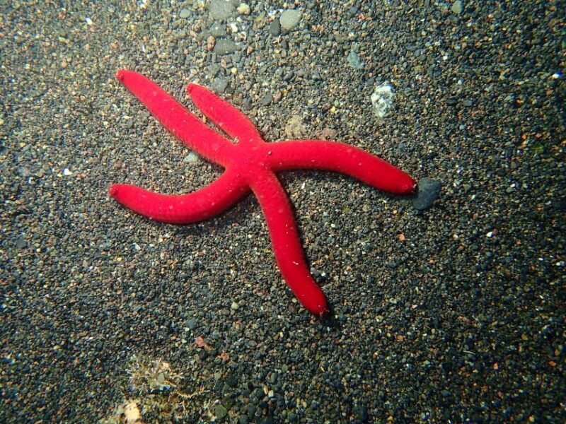 La Palma : Snorkeling Tour in Los Cancajos - Final Thoughts on the Los Cancajos Snorkeling Experience