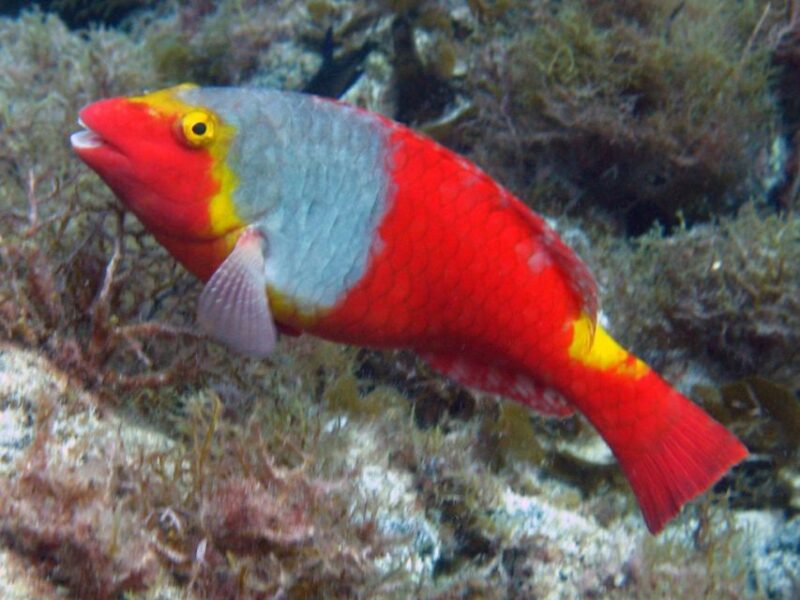 La Palma: SSI Try Scuba Program - Learn to Explore the Underwater World of La Palma at an Accessible Price