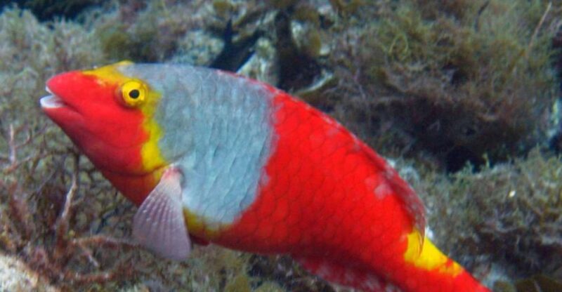 La Palma: SSI Try Scuba Program - Key Points