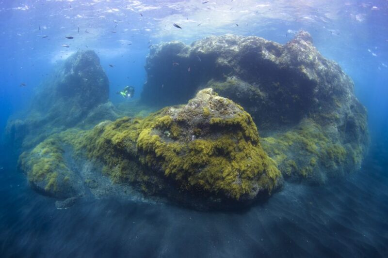 La Palma: SSI Try Scuba Program - What Sea Life You Can Expect to See