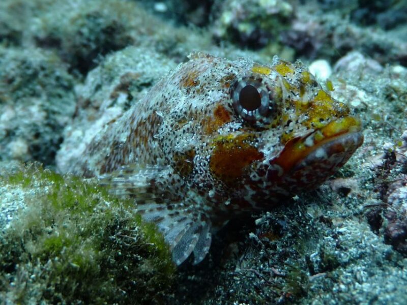 La Palma: SSI Try Scuba Program - Who Will Enjoy This Experience Most