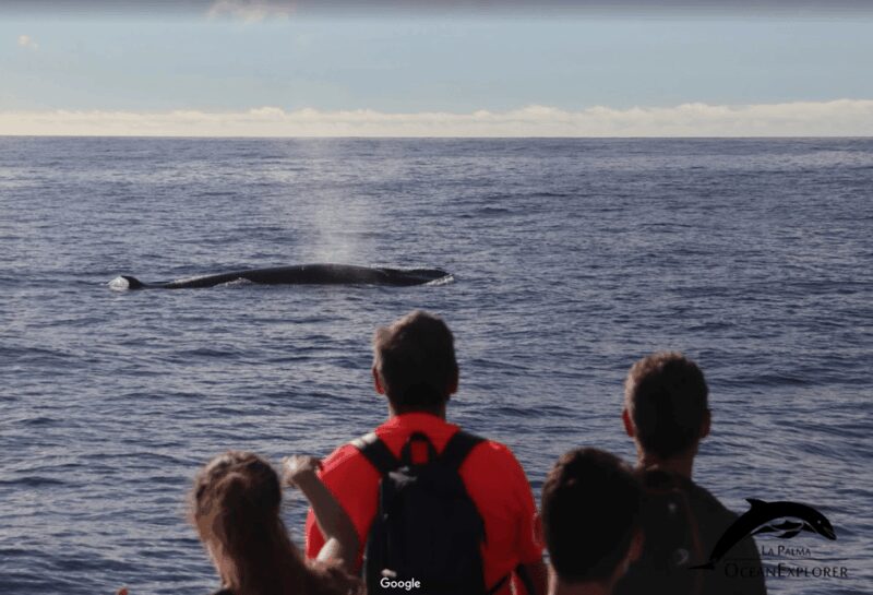 La Palma: Whale Watching Experience and Coastal Highlights - Key Points