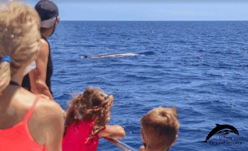 La Palma: Whale Watching Experience and Coastal Highlights - La Palma Whale Watching: A 3-Hour Marine Adventure with Marine Biologists