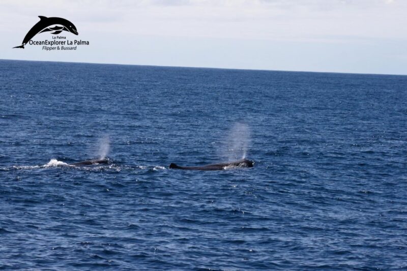 La Palma: Whale Watching Experience and Coastal Highlights - Marine Wildlife Encounters: Dolphins and Whales in the Wild