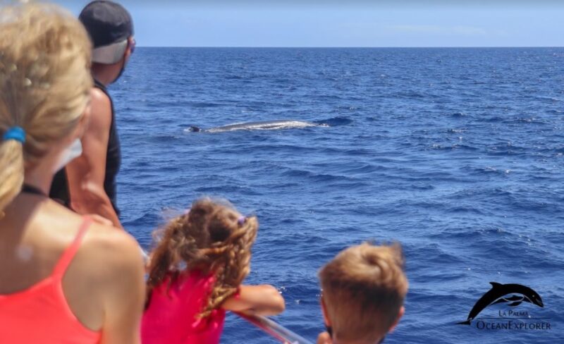 La Palma: Whale Watching Experience and Coastal Highlights - Visiting Iconic Coastal Spots: Caves, Poris, and Volcanic Deltas