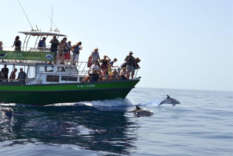 La Palma: Whale Watching Experience and Coastal Highlights - Practicalities: Meeting Point, Duration, and Accessibility