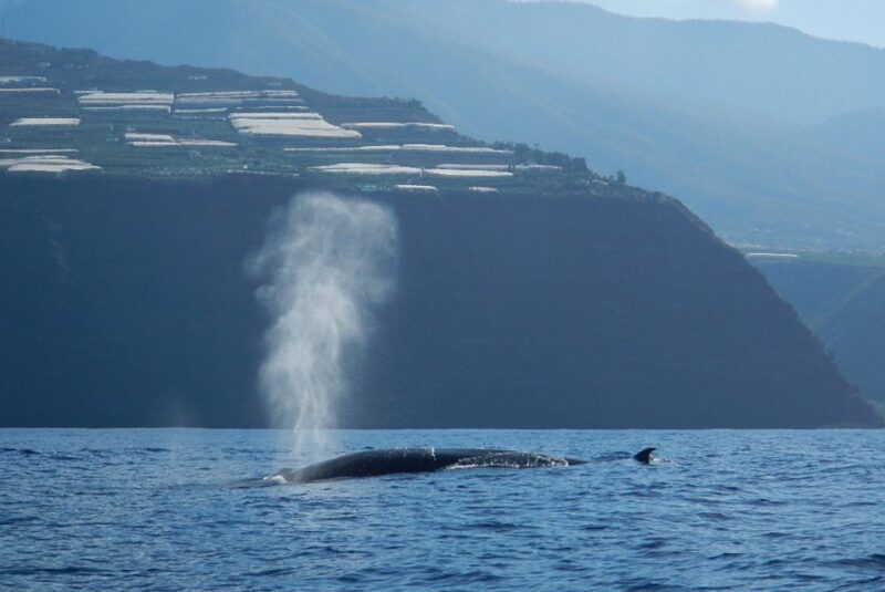 La Palma: Whale Watching Experience and Coastal Highlights - What the Tour Does Not Include