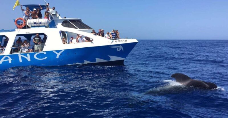 La Palma: Wildlife Viewing and Cumbre Vieja Boat Tour - Departure Point at Puerto de Tazacorte and Meeting Details