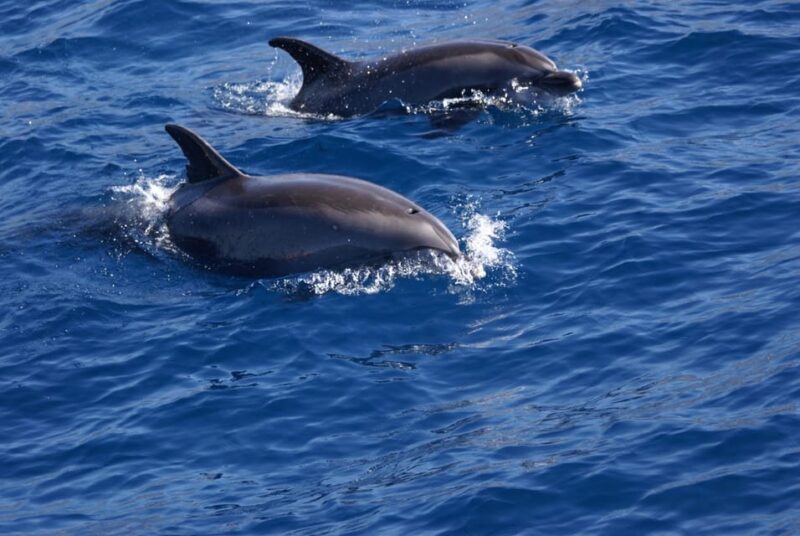 La Palma: Wildlife Viewing and Cumbre Vieja Boat Tour - Guides and Crew: Knowledgeable and Friendly