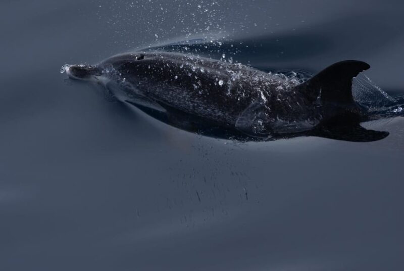 La Palma: Wildlife Viewing and Cumbre Vieja Boat Tour - Cancellation Policy and Booking Flexibility