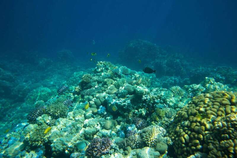 La Paz: Coral Farm Snorkel Tour - Introduction to Baja California Sur’s Coral Restoration Project
