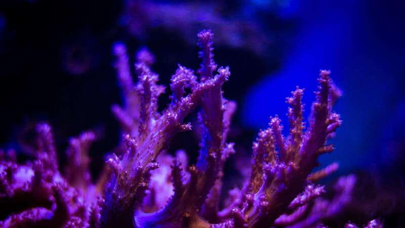 La Paz: Coral Farm Snorkel Tour - The Guided Snorkel Experience: Equipment and Support