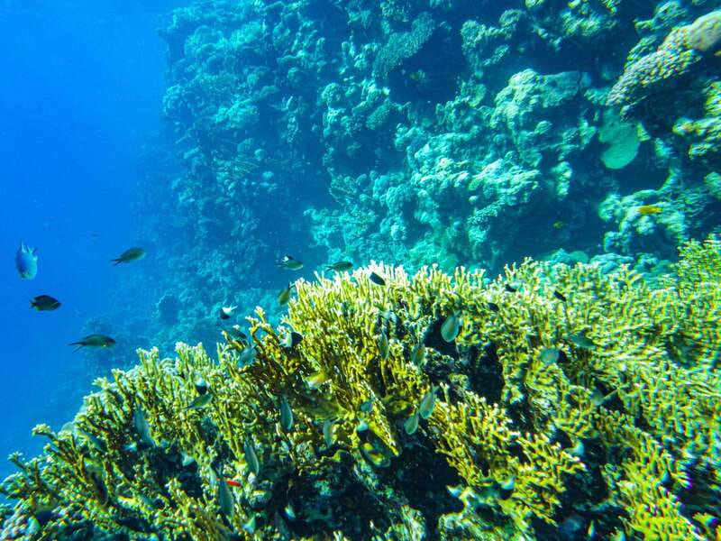 La Paz: Coral Farm Snorkel Tour - Tour Costs and Booking Flexibility
