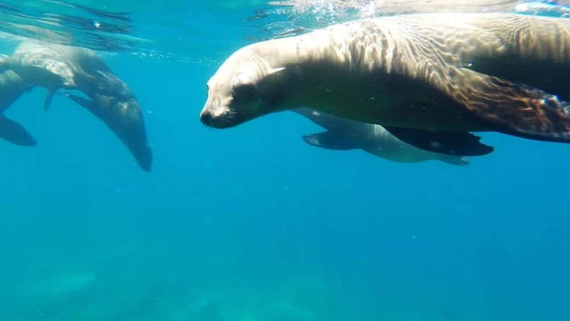 La Paz: Day Cruise & Snorkelling (w/sea lions) Food & Drinks - Snorkeling at Playa Pichilingue: Colorful Marine Encounters