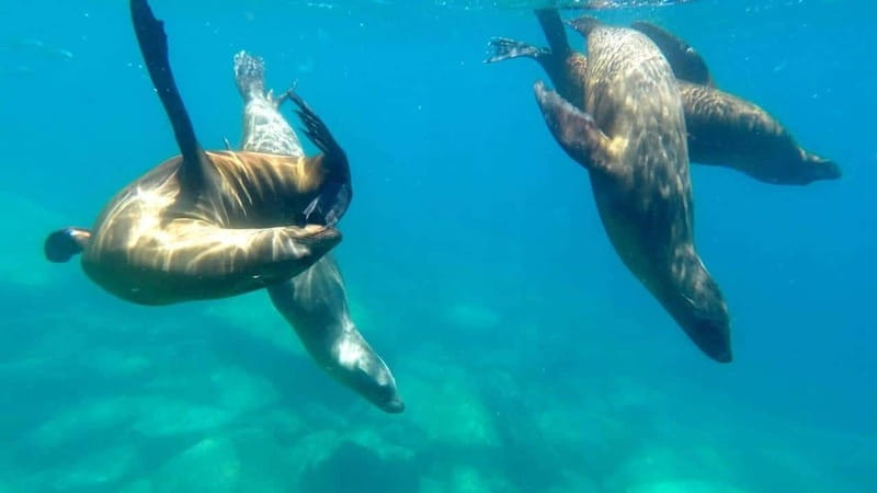 La Paz: Day Cruise & Snorkelling (w/sea lions) Food & Drinks - The All-Inclusive Experience: Drinks, Snacks, and Marine Encounters