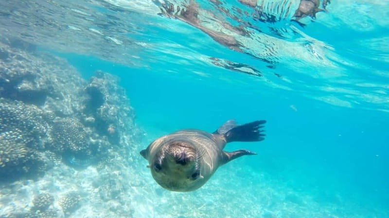La Paz: Day Cruise & Snorkelling (w/sea lions) Food & Drinks - Suitability and Practical Tips for Guests