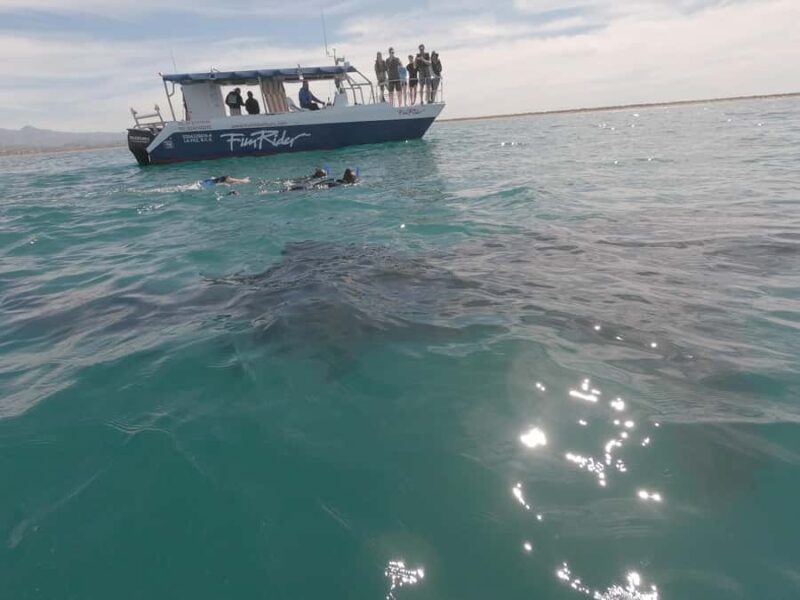 La Paz: Experience Swimming with a Whale Shark - A Closer Look at the La Paz Whale Shark Tour Location