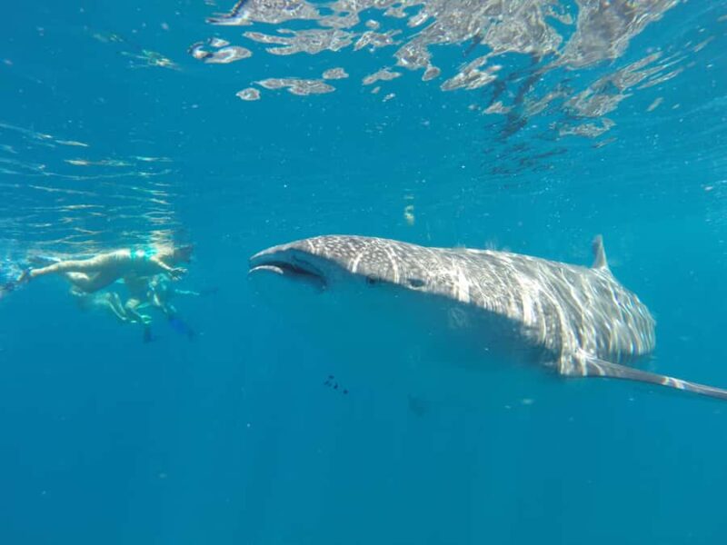 La Paz: Experience Swimming with a Whale Shark - Small Group Experience and Eco-Friendly Practices
