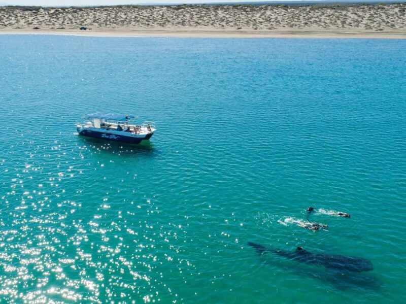 La Paz: Experience Swimming with a Whale Shark - Accessibility and Participant Suitability