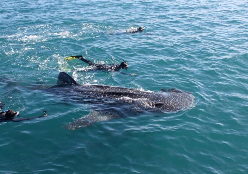 La Paz: Experience Swimming with a Whale Shark - Encountering the Whale Sharks: What Makes This Tour Special