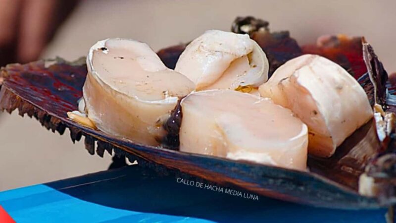 La Paz: Mangrove Adventure, Snorkeling and Shellfish Tasting - Key Points