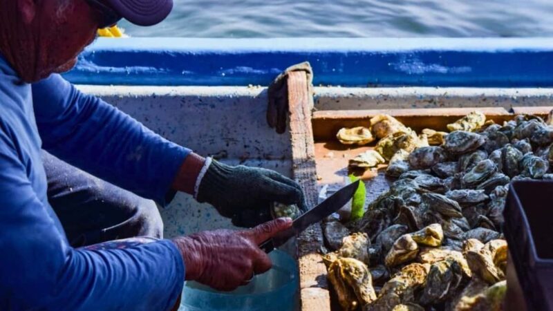 La Paz: Mangrove Adventure, Snorkeling and Shellfish Tasting - Shellfish Tasting in Punta Mogote: Fresh from the Sea