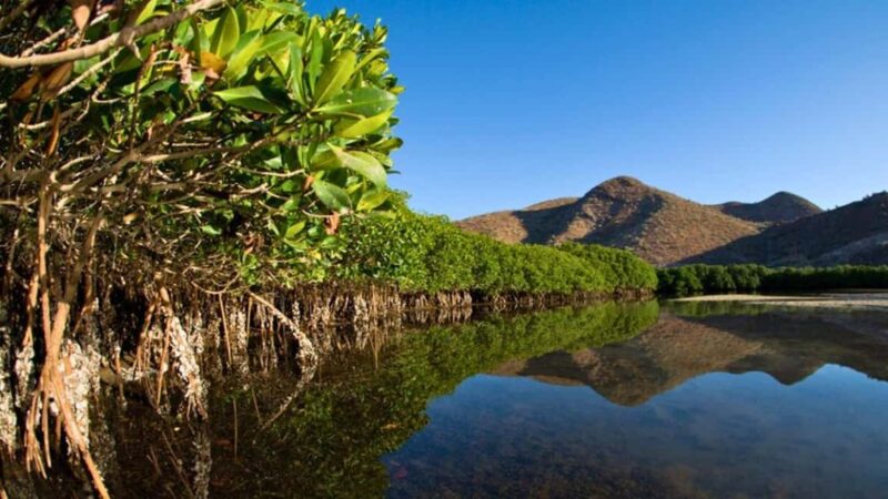 La Paz: Mangrove Adventure, Snorkeling and Shellfish Tasting - Practicalities: Pickup, Group Size, and Equipment