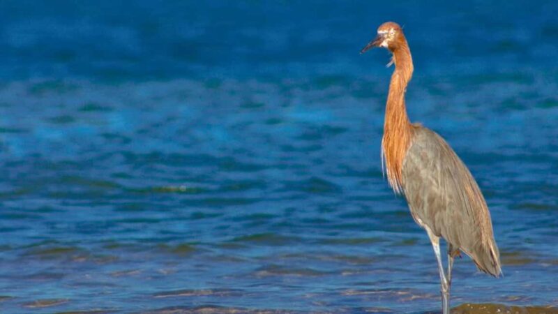 La Paz: Mangrove Adventure, Snorkeling and Shellfish Tasting - Final Thoughts on the La Paz Mangrove Adventure