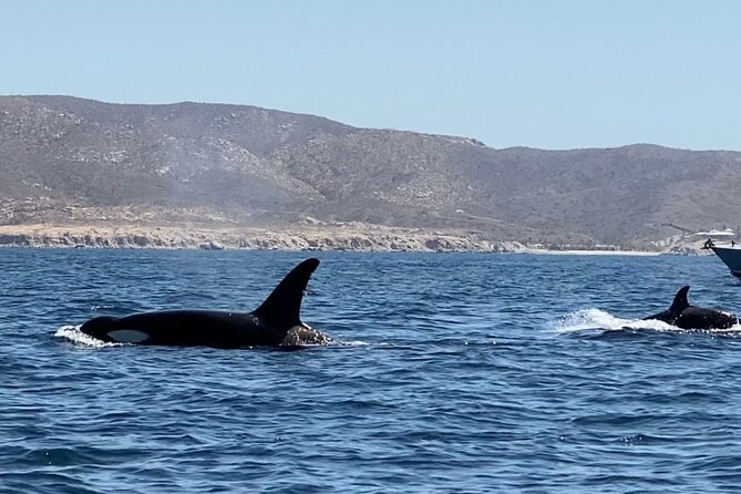 La Paz Mexico Sunset Cruise with Local Guides : small group - Drinks, Snacks, and Oysters: Enjoying the Cruise Comfortably