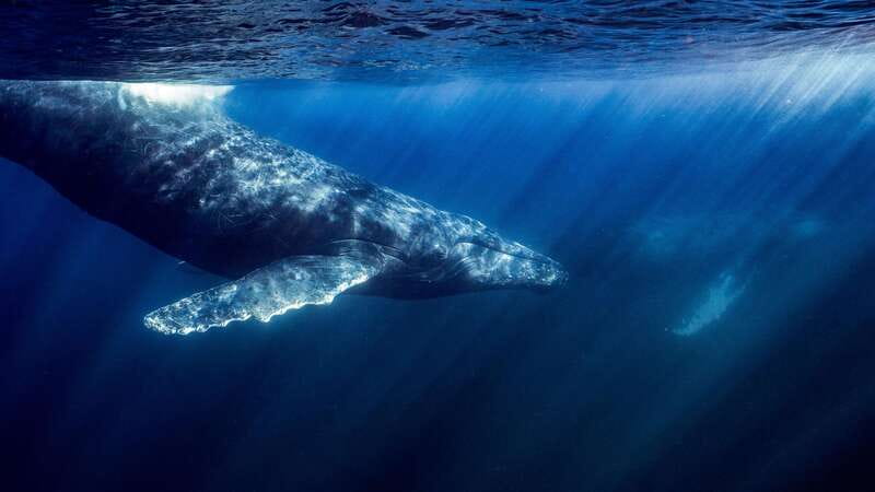 La Paz or La Ventana: Ocean Safari - Departing from La Paz or La Ventana for Marine Wildlife Encounters