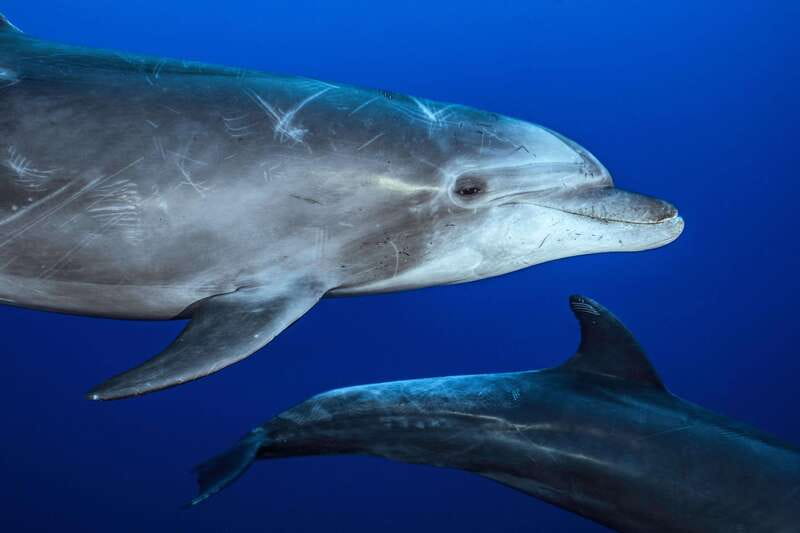 La Paz or La Ventana: Ocean Safari - The Logistics and Group Experience