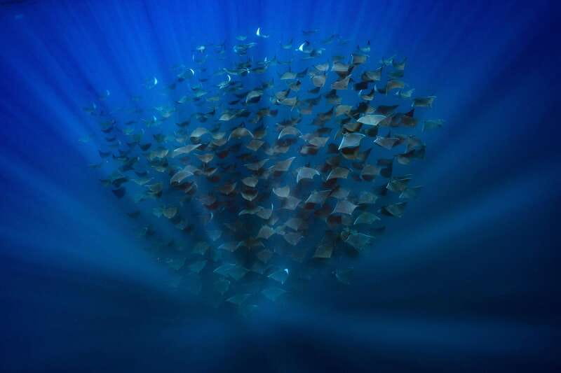 La Paz or La Ventana: Ocean Safari - What Sets This Tour Apart in Baja California Sur